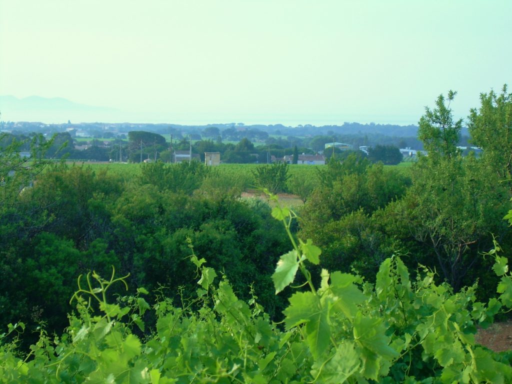 Paysage du vignoble