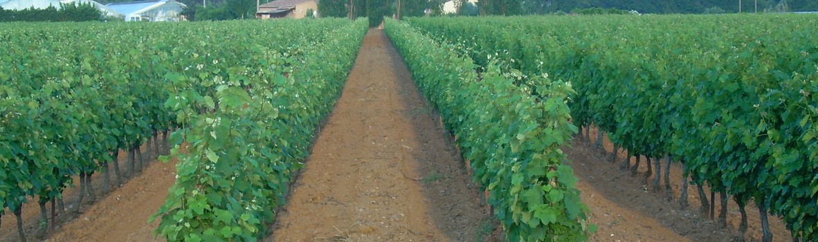 Photo du vignoble