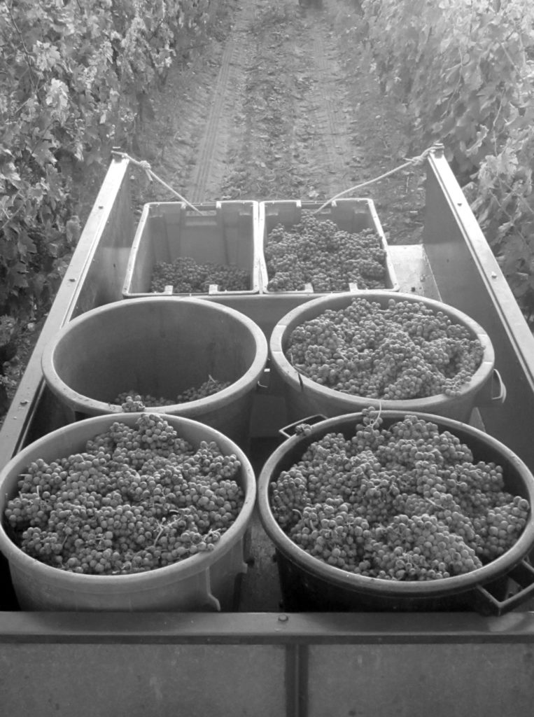 Photo des vendanges
