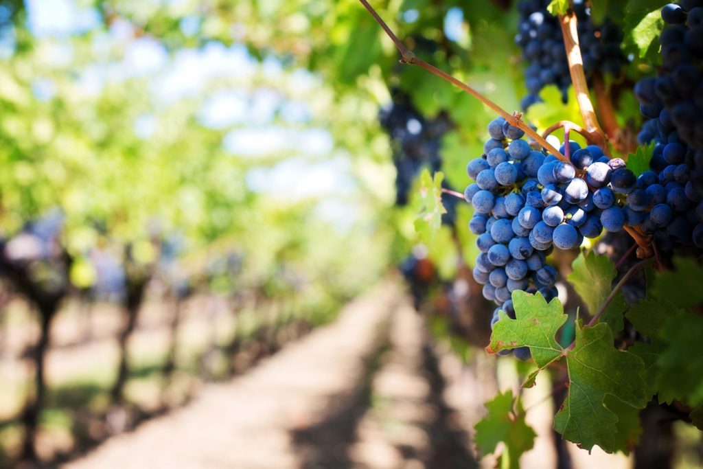 Photo des vignes
