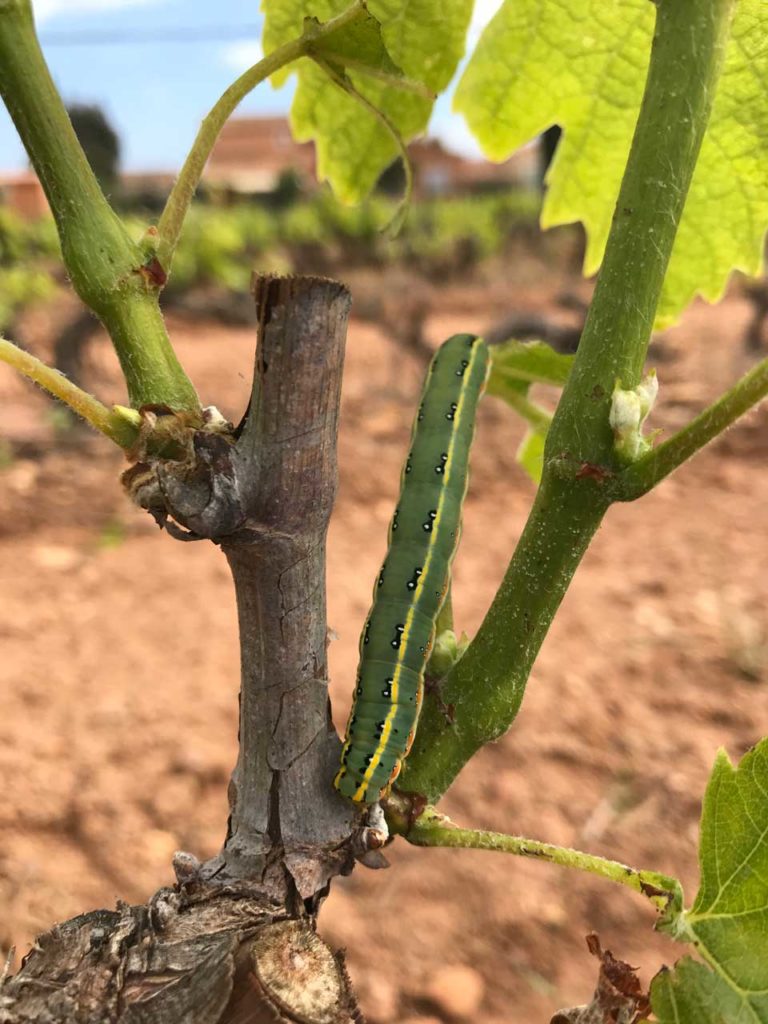 chenille sur une vigne