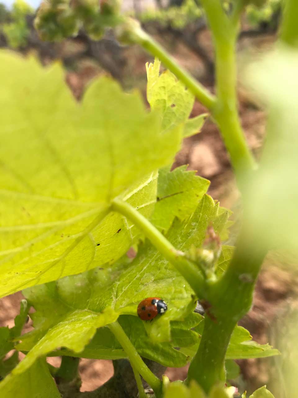 Le terroir