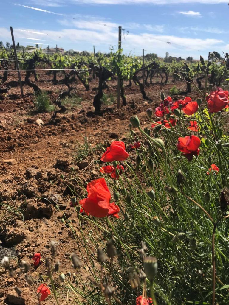 coquelicots dans le vignoble